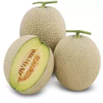 Melon, Japanese, organic 日本 哈密瓜 1.5-1.8kg/piece