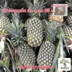Phuket pineapple pineapples, thin shells, crispy meat, not out of fresh drugs, cut every day, can be collected for several days ... free delivery