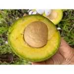 Avocado imported from Vietnam for sale in kilograms.