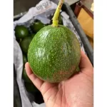 Imported avocado After eating, healthy, sold in kilograms