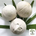 มะพร้าวอ่อน 2 แบบ ให้เลือก มะพร้าวอ่อนสด/มะพร้าวอ่อนเผา น้ำหวานฉ่ำ มะพร้าวใหม่ ขายดี ไม่ค้างสต็อก