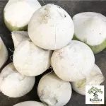 มะพร้าวอ่อน 2 แบบ ให้เลือก มะพร้าวอ่อนสด/มะพร้าวอ่อนเผา น้ำหวานฉ่ำ มะพร้าวใหม่ ขายดี ไม่ค้างสต็อก