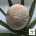 มะพร้าวอ่อน 2 แบบ ให้เลือก มะพร้าวอ่อนสด/มะพร้าวอ่อนเผา น้ำหวานฉ่ำ มะพร้าวใหม่ ขายดี ไม่ค้างสต็อก