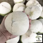 มะพร้าวอ่อน 2 แบบ ให้เลือก มะพร้าวอ่อนสด/มะพร้าวอ่อนเผา น้ำหวานฉ่ำ มะพร้าวใหม่ ขายดี ไม่ค้างสต็อก