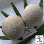 มะพร้าวอ่อน 2 แบบ ให้เลือก มะพร้าวอ่อนสด/มะพร้าวอ่อนเผา น้ำหวานฉ่ำ มะพร้าวใหม่ ขายดี ไม่ค้างสต็อก