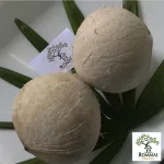 มะพร้าวอ่อน 2 แบบ ให้เลือก มะพร้าวอ่อนสด/มะพร้าวอ่อนเผา น้ำหวานฉ่ำ มะพร้าวใหม่ ขายดี ไม่ค้างสต็อก