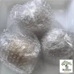 มะพร้าวอ่อน 2 แบบ ให้เลือก มะพร้าวอ่อนสด/มะพร้าวอ่อนเผา น้ำหวานฉ่ำ มะพร้าวใหม่ ขายดี ไม่ค้างสต็อก