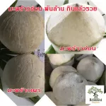 มะพร้าวอ่อน 2 แบบ ให้เลือก มะพร้าวอ่อนสด/มะพร้าวอ่อนเผา น้ำหวานฉ่ำ มะพร้าวใหม่ ขายดี ไม่ค้างสต็อก