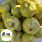 Dong, pickled French, 3 flavors, jars 1,000 grams + chilli salt