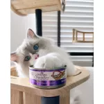 Wellness Signature Selects Cat Wet Food 150g, wet food, premium grade kitten
