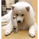 เพ็ทสไมล์ แชมพูน้ำมันมะพร้าว ผสมคอนดิชันเนอร์ ขนาด 280 ml x 1 ขวด PETSMILE PUPPY SHAMPOO AND CONDITIONER 280 ml x 1 bottle