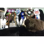 เพ็ทสไมล์ แชมพูแมวขนยาว ผสมคอนดิชันเนอร์ ขนาด 280 ml x 1 ขวด PETSMILE SHAMPOO AND CONDITIONER FOR CAT LONG HAIR  280 ml x 1 bottle