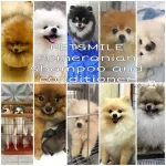 PETSMILE POMERANIAN Expert shampoo and conditioner 500ml