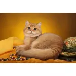 เพ็ทสไมล์ แชมพูแก้คัน ผิวแห้ง ขนหยาบกระด้างในแมว ขนาด 500 ml x 1 ขวด PETSMILE ANTI-ITCH SHAMPOO AND CONDITIONER FOR CAT 500 ml x 1 bottle