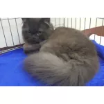 เพ็ทสไมล์ แชมพูแก้คัน ผิวแห้ง ขนหยาบกระด้างในแมว ขนาด 500 ml x 1 ขวด PETSMILE ANTI-ITCH SHAMPOO AND CONDITIONER FOR CAT 500 ml x 1 bottle