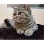 เพ็ทสไมล์ แชมพูแก้คัน ผิวแห้ง ขนหยาบกระด้างในแมว ขนาด 500 ml x 1 ขวด PETSMILE ANTI-ITCH SHAMPOO AND CONDITIONER FOR CAT 500 ml x 1 bottle