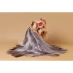 เพ็ทสไมล์ แชมพูแก้คัน ผิวแห้ง ขนหยาบกระด้างในสุนัข ขนาด 500 ml x 1 ขวด PETSMILE ANTI-ITCH SHAMPOO AND CONDITIONER FOR DOG 500 ml x 1 bottle