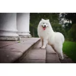 เพ็ทสไมล์ แชมพูแก้คัน ผิวแห้ง ขนหยาบกระด้างในสุนัข ขนาด 500 ml x 1 ขวด PETSMILE ANTI-ITCH SHAMPOO AND CONDITIONER FOR DOG 500 ml x 1 bottle