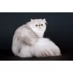 Petsmile Premium Organic Anti-itch Shampoo for Cat 500 ml แชมพูแก้คัน ผิวแห้งขนหยาบขนพันสังกะตัง แมว