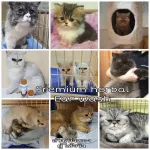 Petsmile Natural Healing Ear Wash Organic Premium for Cat 100ml รักษาไรในหู ทำความสะอาดหูน้องแมว