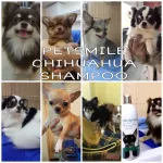 เพ็ทสไมล์  แชมพูชิวาวา ผสมคอนดิชันเนอร์ ขนาด 280 ml x 1 ขวด PETSMILE CHIHUAHUA SHAMPOO AND CONDITIONER 280 ml x 1 bottle
