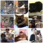 เพ็ทสไมล์ แชมพูแก้ขนร่วงแมว ขนาด 500 ml x 1 ขวด PETSMILE PREMIUM ORGANIC ANTI-HAIR LOSS SHAMPOO AND CONDITIONER FOR CAT 500 ml  1 x pcs.