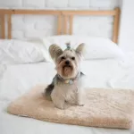 KAFBO BEIGE BED PAD Cushion for Beige Pet Cat mattress