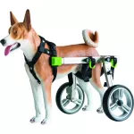 Wheelchair for disabled animals