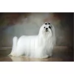 Petsmile Premium Organic Anti-itch Shampoo for Dog 500 ml แชมพูแก้คัน ผิวแห้ง ขนหยาบกระด้างในสุนัข