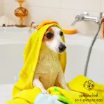 แชมพูสุนัข สูตรลดกลิ่น ใช้ได้กับสุนัขทุกสายพันธุ์ 500ml