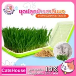 Cat grass, wheat cultivation, wheat, cat, cat, grass, cat, wheat seeds, 100 grams.
