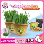 Cat grass, wheat planting set Cat wheat cultivation kit Wheat planting Wheat, wheat, cat, cat, grass, cat, wheat seeds