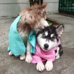 ชมพู*Pet Dry ผ้าเช็ดตัวสัตว์เลี้ยง แห้งไวกว่า 8 เท่า ผืนเดียวอยู่ ซับน้ำดีมาก ผ้าเช็ดตัวหมา ผ้าเช็ดตัวแมว อาบน้ำหมา