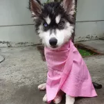 ชมพู*Pet Dry ผ้าเช็ดตัวสัตว์เลี้ยง แห้งไวกว่า 8 เท่า ผืนเดียวอยู่ ซับน้ำดีมาก ผ้าเช็ดตัวหมา ผ้าเช็ดตัวแมว อาบน้ำหมา