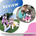 ฟ้า*Pet Dry ผ้าเช็ดตัวสัตว์เลี้ยง แห้งไวกว่า 8 เท่า ผืนเดียวอยู่ ซับน้ำดีมาก ผ้าเช็ดตัวหมา ผ้าเช็ดตัวแมว อาบน้ำหมา