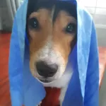 ฟ้า*Pet Dry ผ้าเช็ดตัวสัตว์เลี้ยง แห้งไวกว่า 8 เท่า ผืนเดียวอยู่ ซับน้ำดีมาก ผ้าเช็ดตัวหมา ผ้าเช็ดตัวแมว อาบน้ำหมา