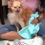 เขียว*Pet Dry ผ้าเช็ดตัวสัตว์เลี้ยง แห้งไวกว่า 8 เท่า ผืนเดียวอยู่ ซับน้ำดีมาก ผ้าเช็ดตัวหมา ผ้าเช็ดตัวแมว อาบน้ำหมา