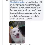 แชมพูหยุดอการคัน ขนร่วง ผิวหนังอักเสบ 120ml