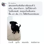 แชมพูลูกสุนัข บำรุงขนนุ่มสวย สูตรมะพร้าว ขนาด120ml