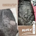 ชุดหยุดอการขี้เรื้อน ผิวหนังอักเสบ เชื้อรา แบคทีเรีย แชมพู 150mlสเปรย์ 70 ml