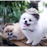 Hats and bows for dogs