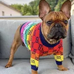 G Colorful for the younger dog