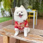 Chinese New Year's Dragon shirt For the younger dog