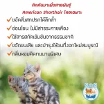 แชมพูอาบน้ำแมว สำหรับ American Shorthair แชมพูแมว อ่อนโยน หอมนาน