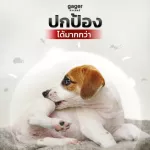 Gager เซ็ตแชมพู2ขวด+เซรั่มนาโนซิลเวอร์30ml. แชมพูหมา/สุนัข สูตรDetoxและสูตรบำรุงขนสวย ขนนิ่ม หอม ช่วยลดกลิ่นสาบ ส่งฟรี!