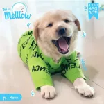 Neon Dog Shirt