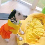 Gogawa dress for the younger dog