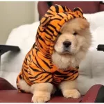 Tiger for the dog