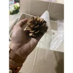 ลูกสน ธรรมชาติ สำหรับ ลับฟัน