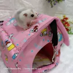 Baan sleeping at the house, Chukar Krai, Chuja, Squirrel, Chukar Krader